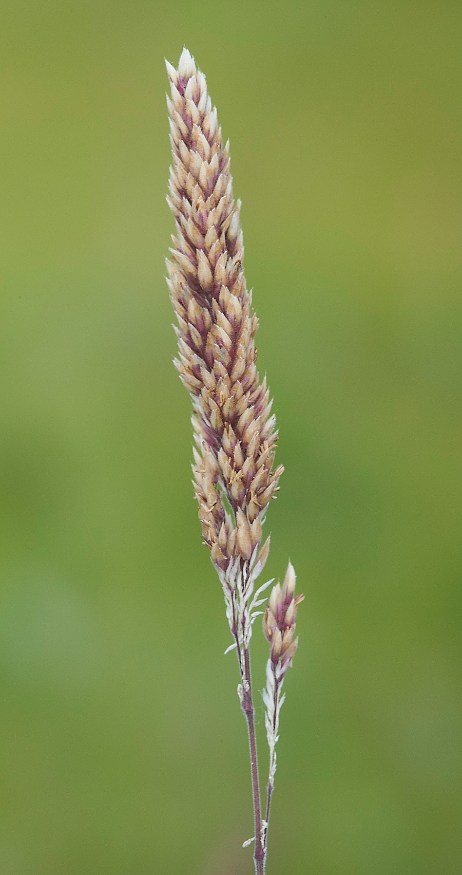 HolyIslandgrass130718-1