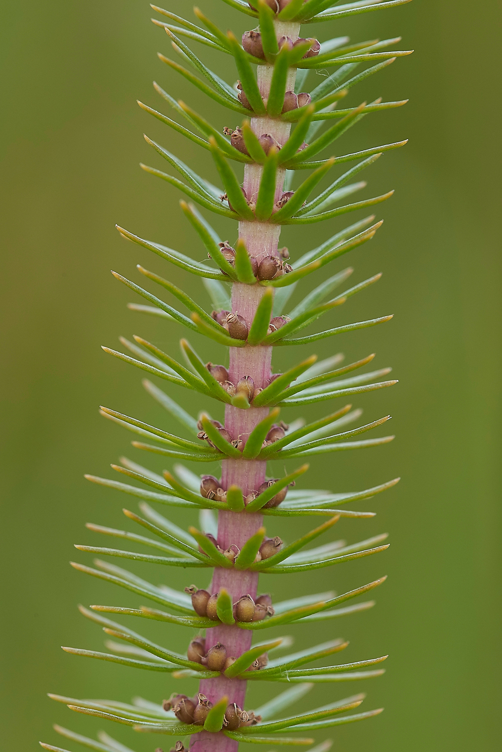 HolyIslandHorsetail130718-1