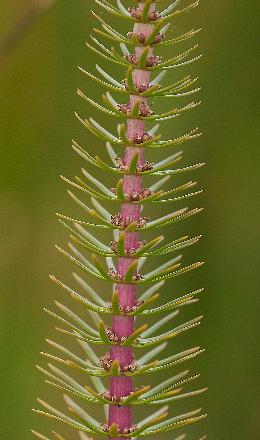 HolyIslandHorsetail130718-2