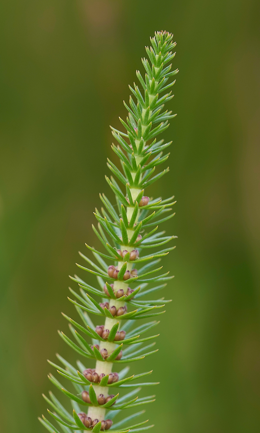 HolyIslandHorsetail130718-3