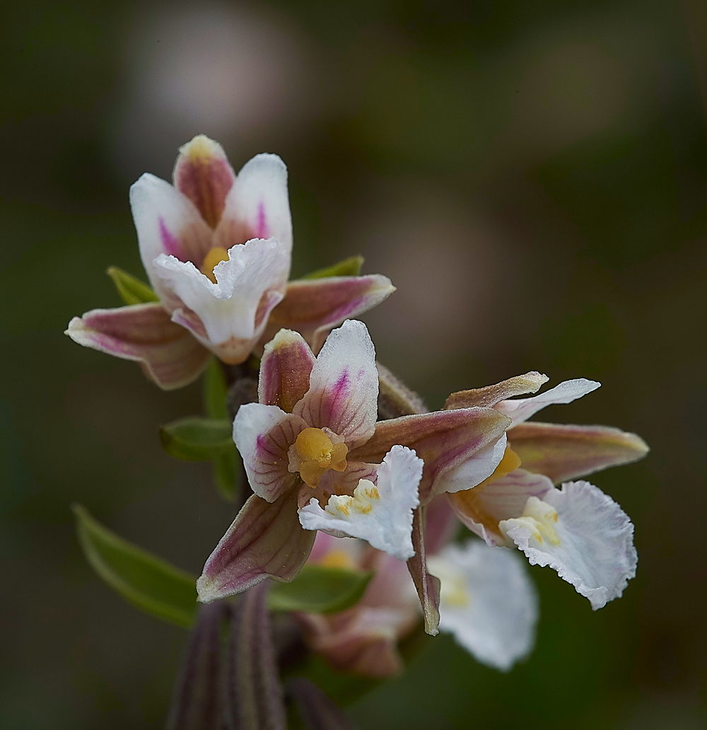 HolyIslandMarshHelleborine130718-1