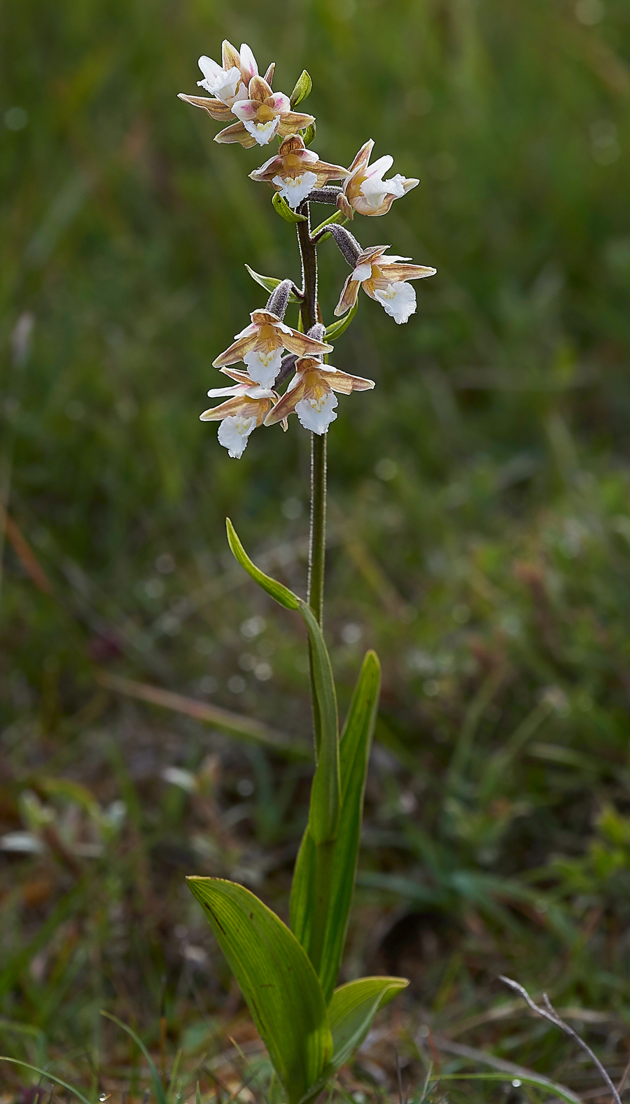 HolyIslandMarshHelleborine130718-2