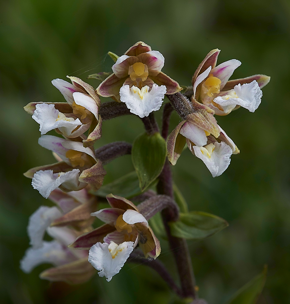 HolyIslandMarshHelleborine130718-3