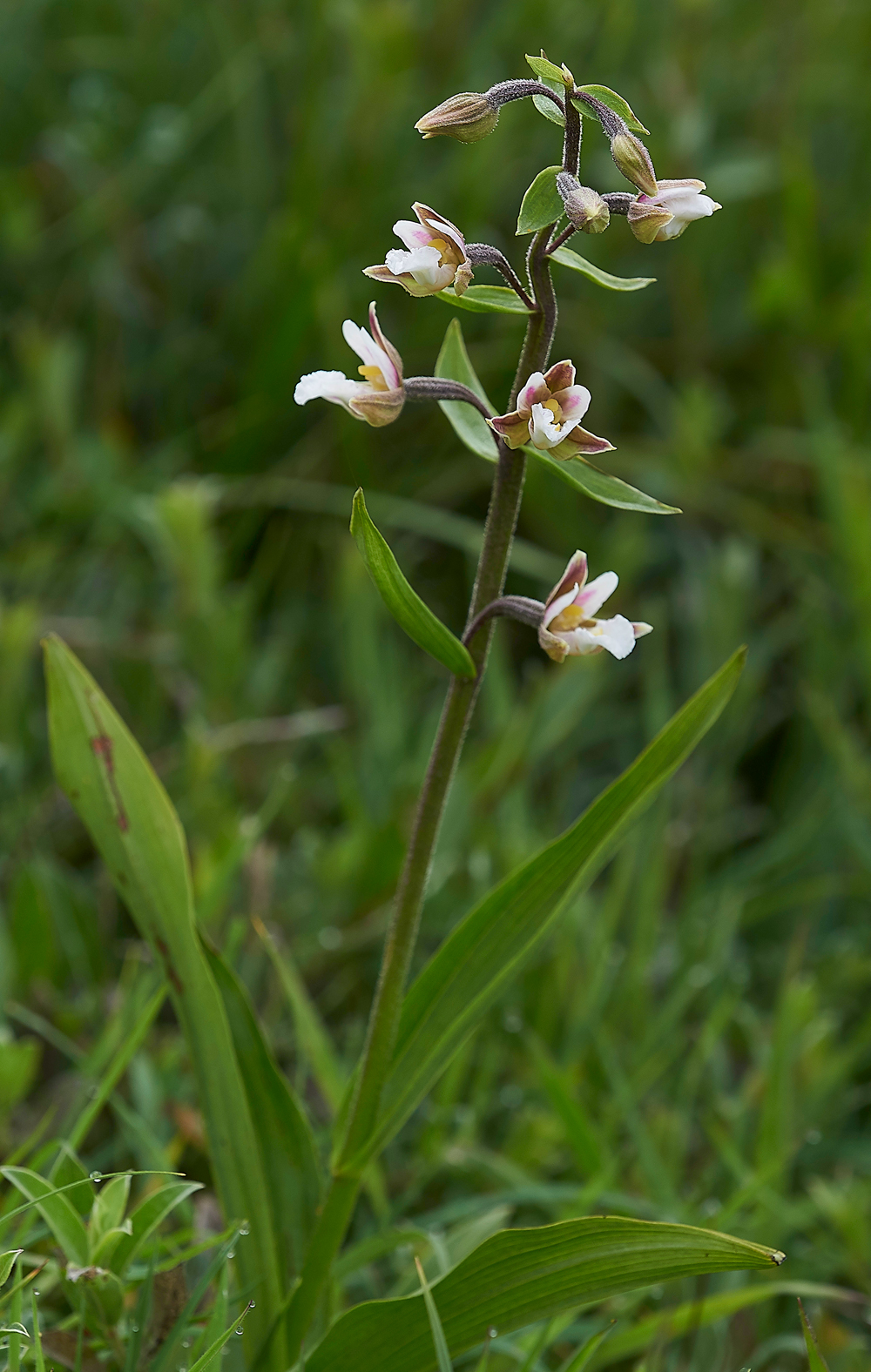 HolyIslandMarshHelleborine130718-4