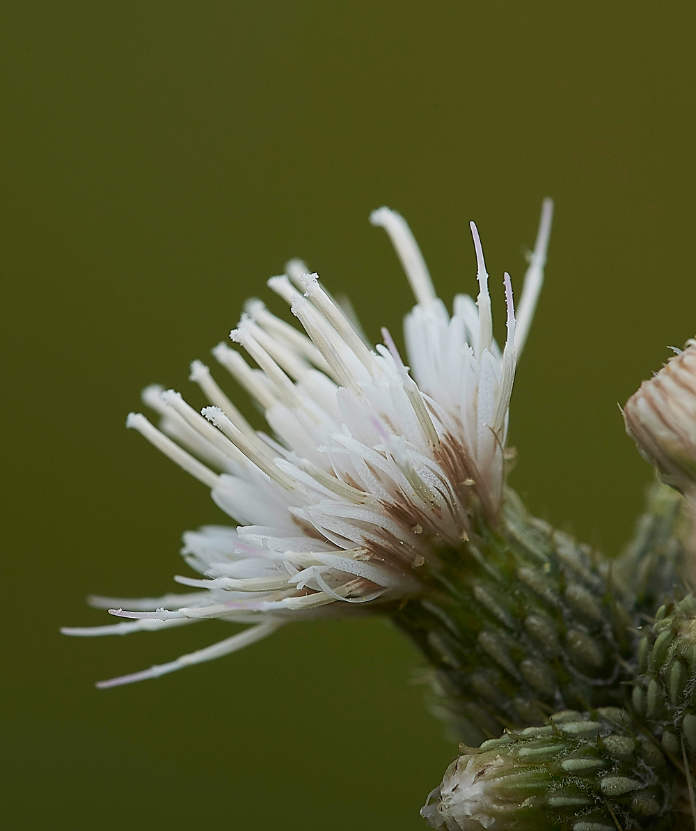 HolyIslandMarshThistle130718-1