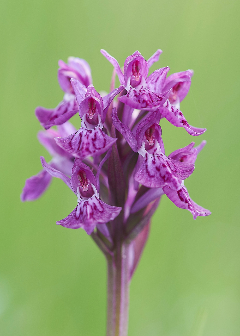 HolyIslandNorthernMarshOrchid130718-1