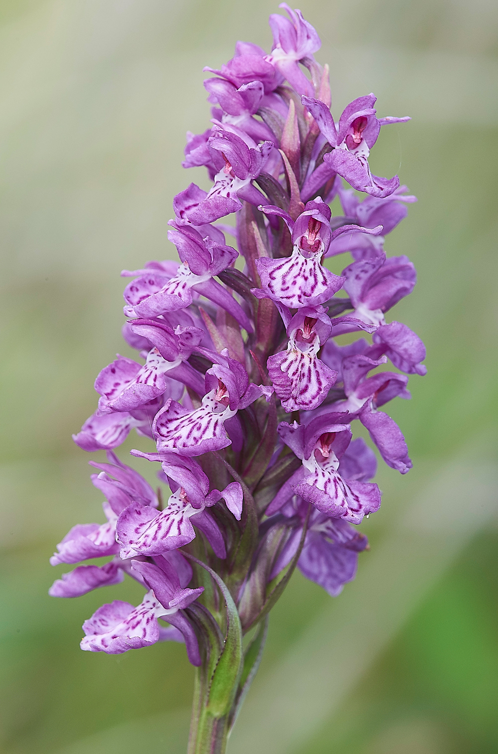 HolyIslandNorthernMarshOrchid130718-2
