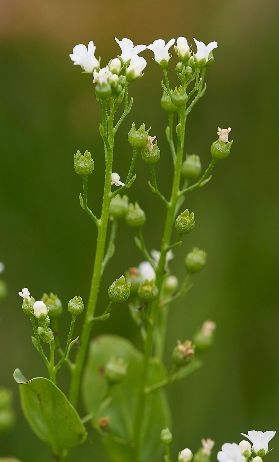 HolyIslandScurvyGrass130718-1