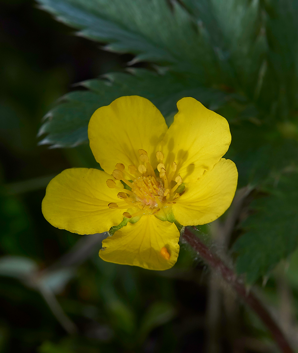 HolyIslandSilverWeed130718-1