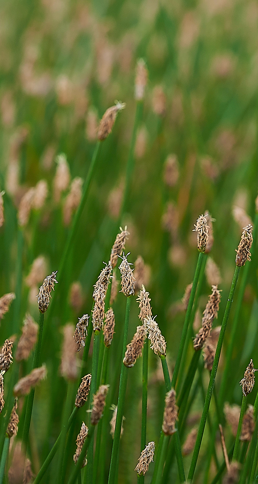 HolyIslandSpikeRush130718-1