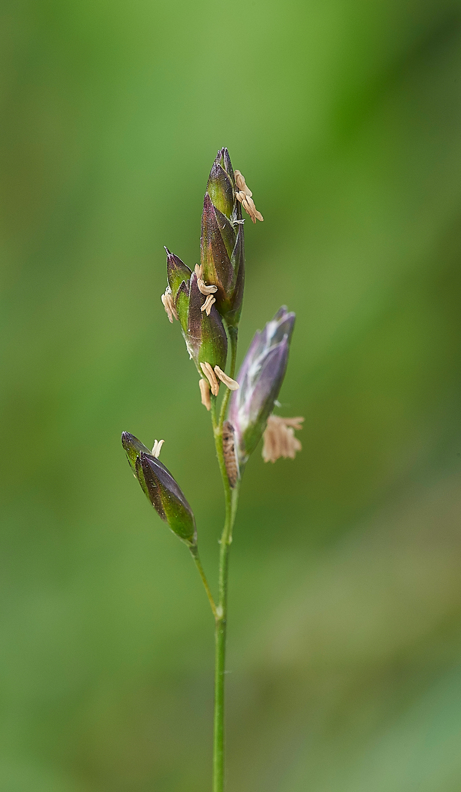 HolyOslandGrass2130718-1