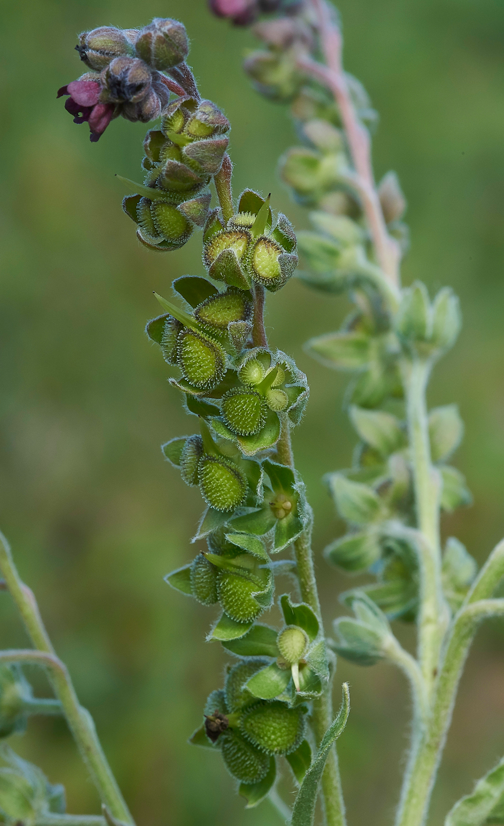 HoundsTongue070618-1