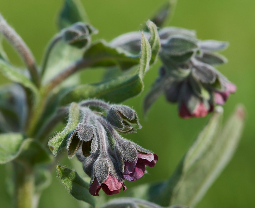 HoundsTongue180518-1