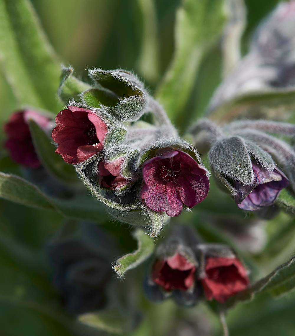 HoundsTongue180518-2