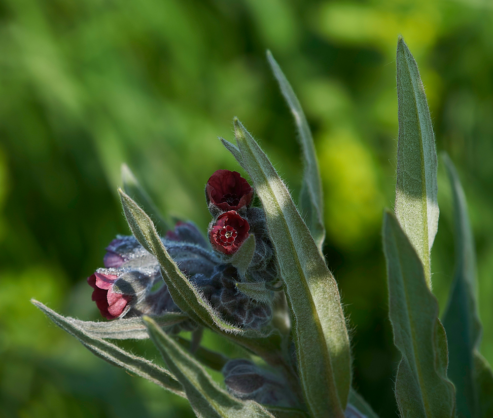 HoundsTongue180518-3