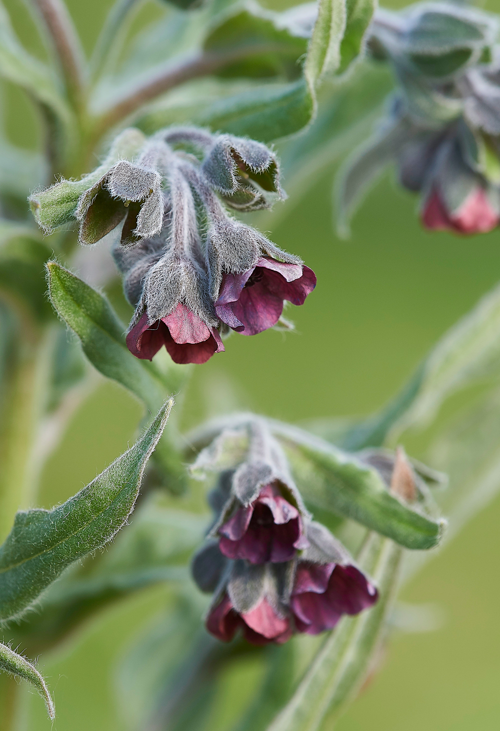 HoundsTongue180518-5