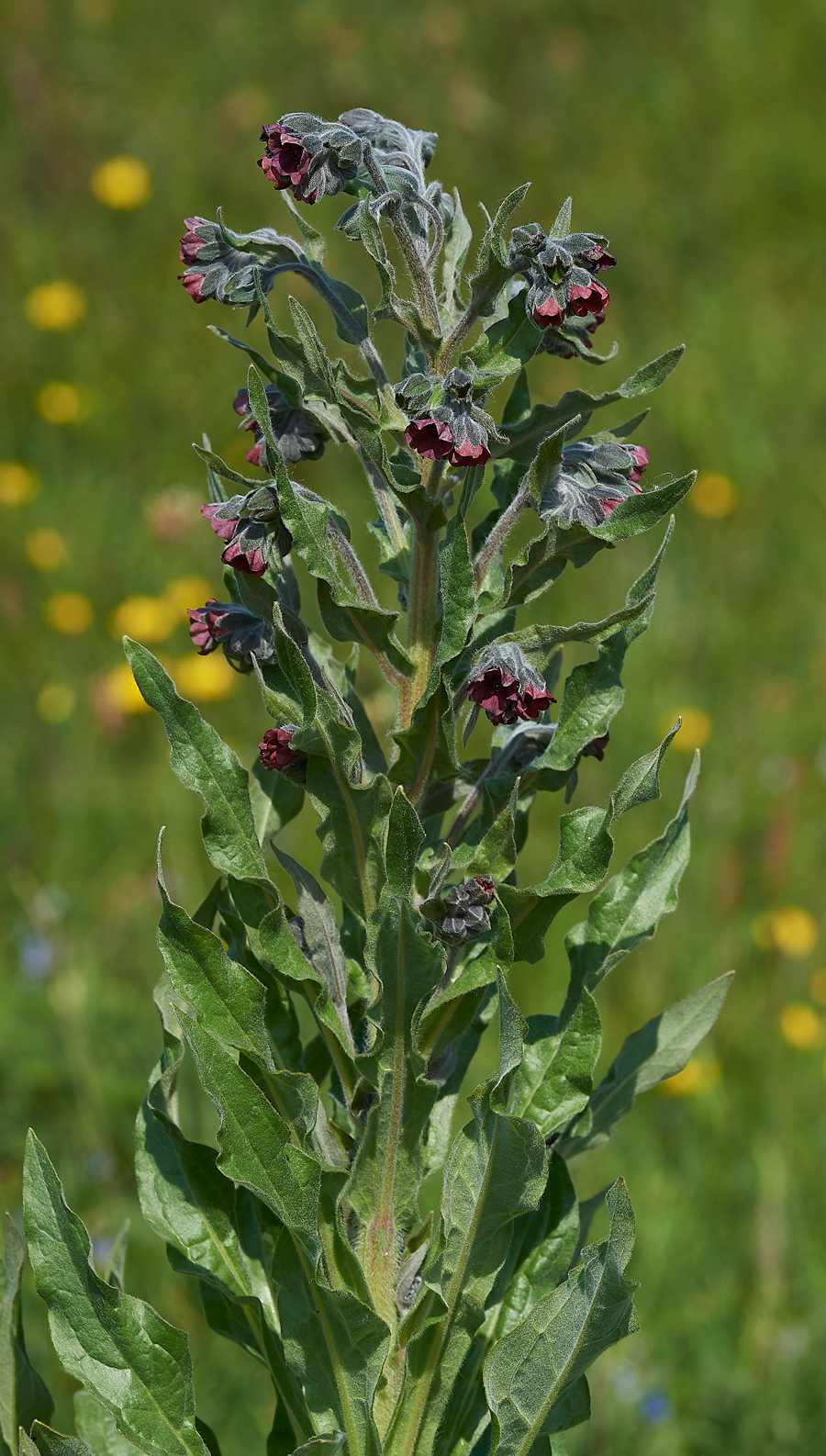 HoundsTongue190518-6