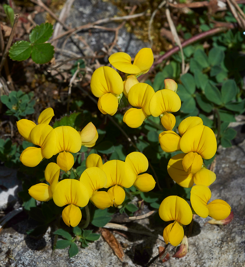 HuttonRoofBird&#39;sFootTrefoil280518-1