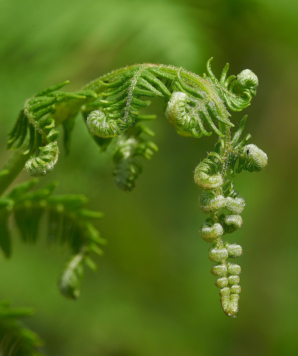 HuttonRoofBrackenHuttonRoof290518-2