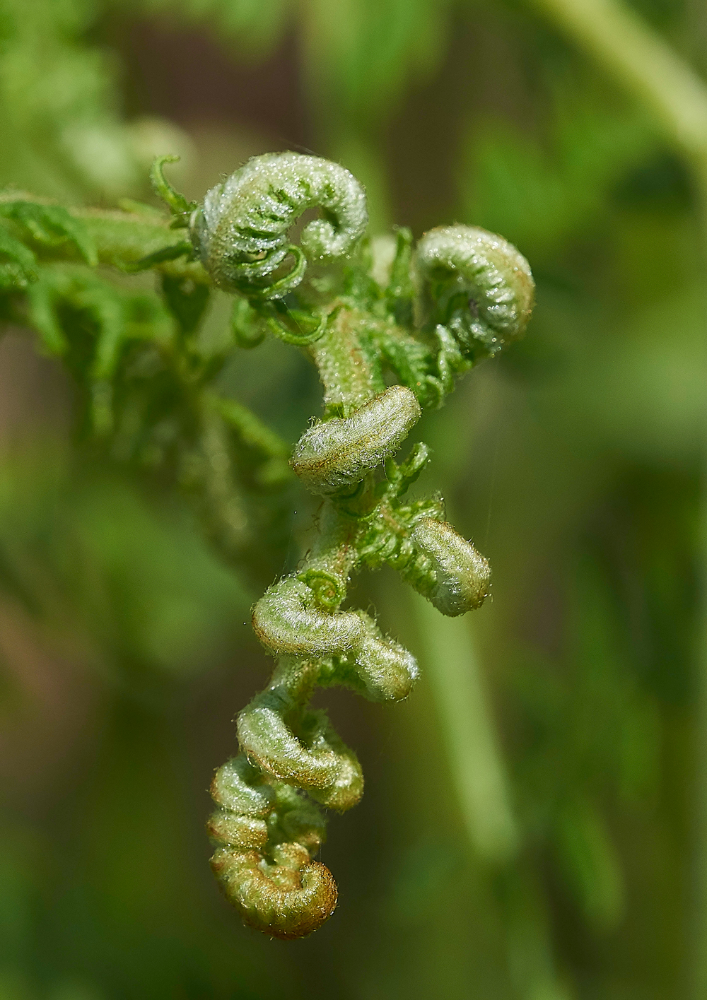 HuttonRoofBrackenHuttonRoof290518-3