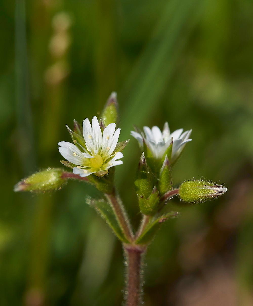 HuttonRoofCommonMouseEar290518-1
