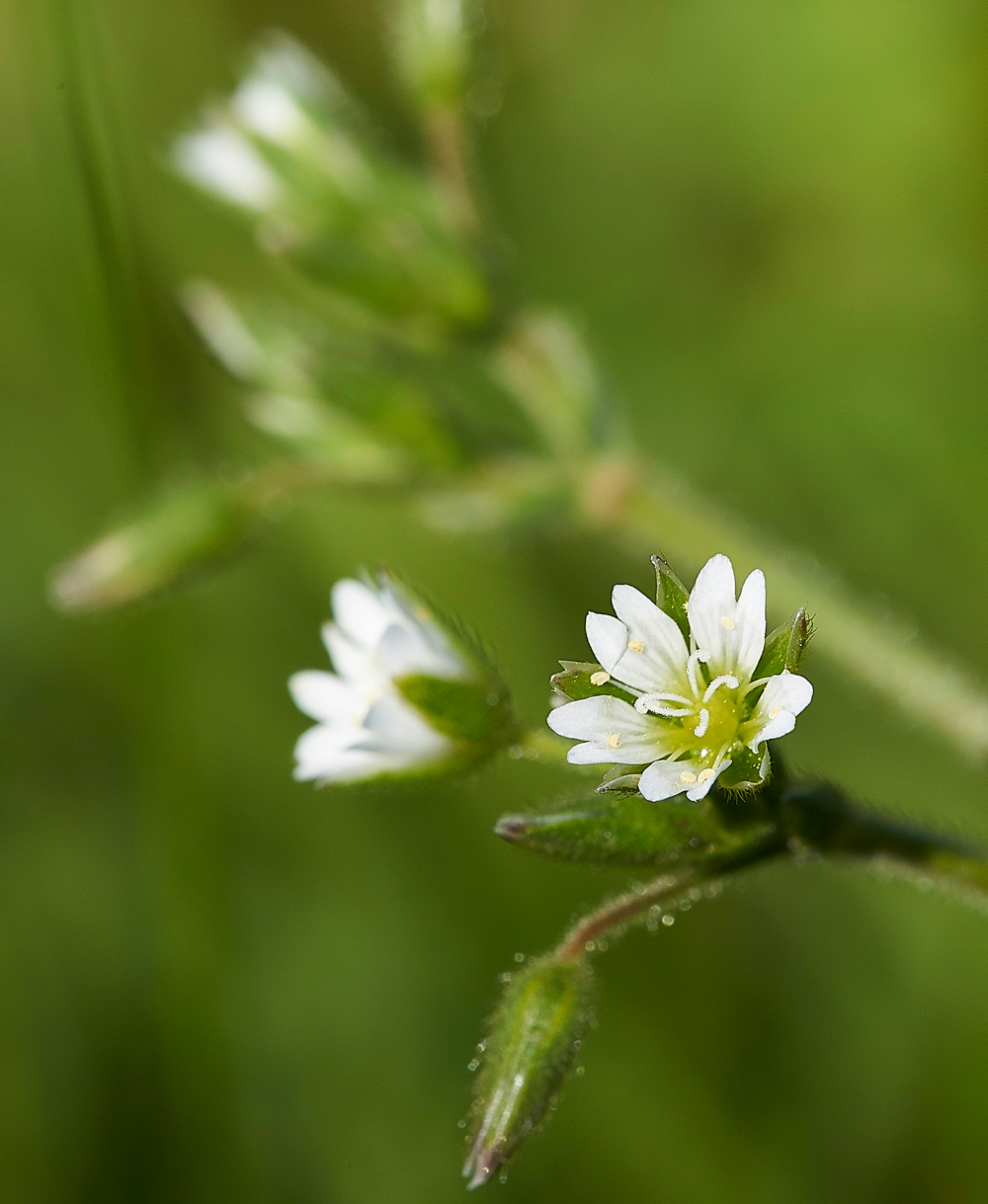 HuttonRoofCommonMouseEar290518-2