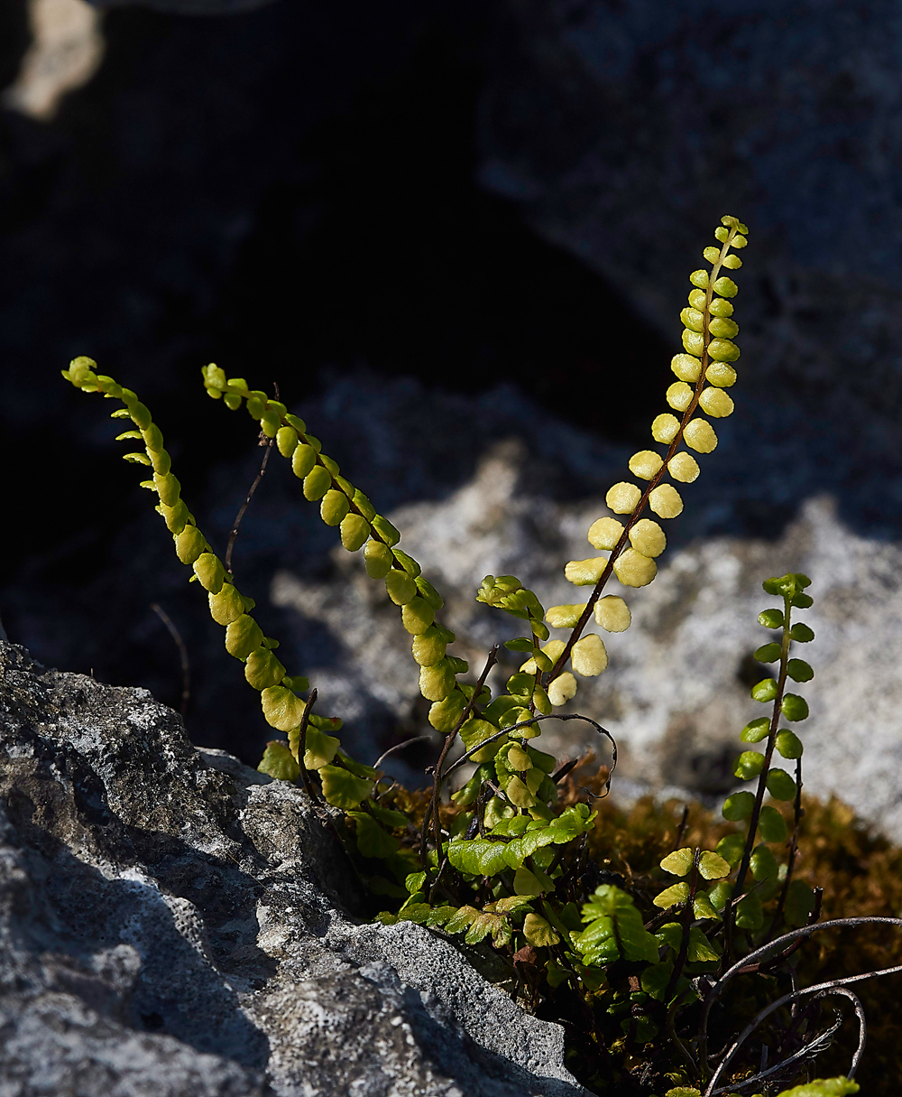 HuttonRoofFern1290518-1