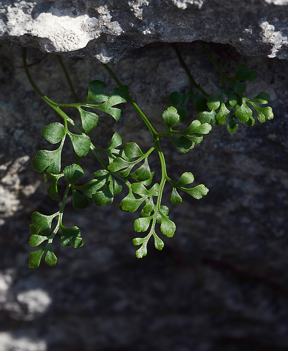 HuttonRoofFern2290518-1