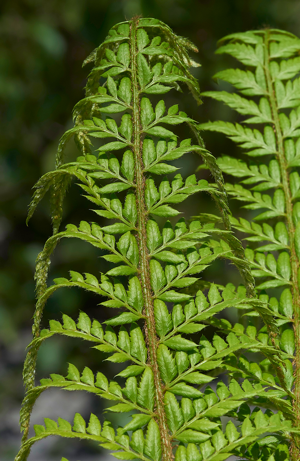 HuttonRoofFern3290518-1