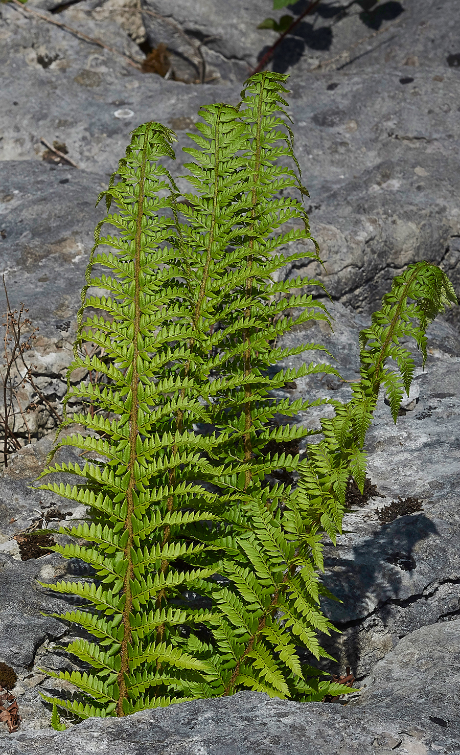 HuttonRoofFern3290518-2