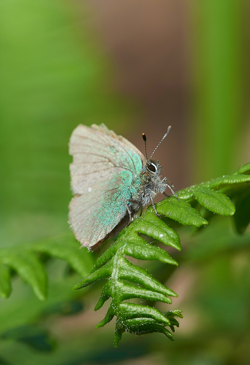 HuttonRoofGreenHairStreak290518-1