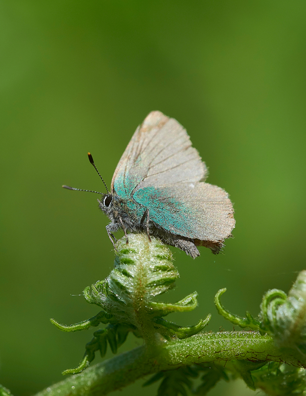 HuttonRoofGreenHairStreak290518-2