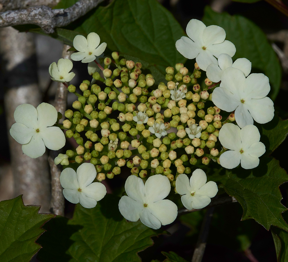 HuttonRoofGuelderRose290518-1
