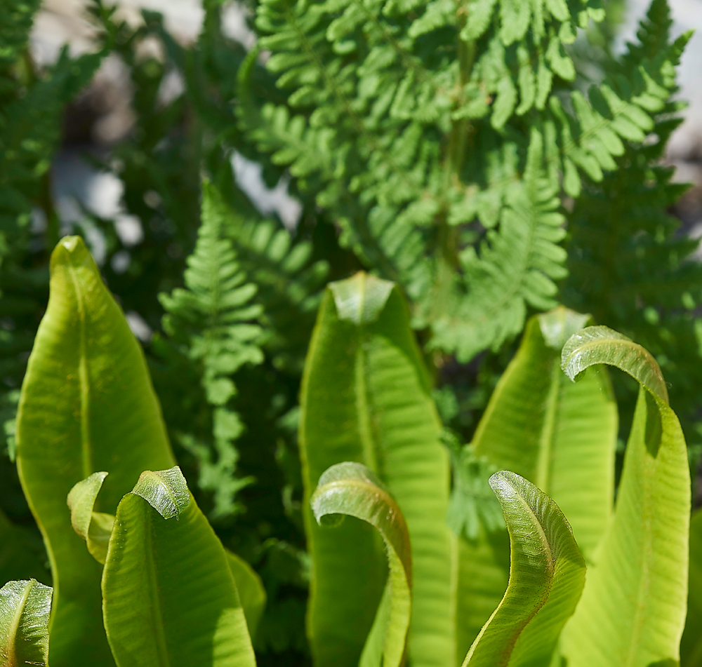 HuttonRoofHart&#39;sTongue290518-1