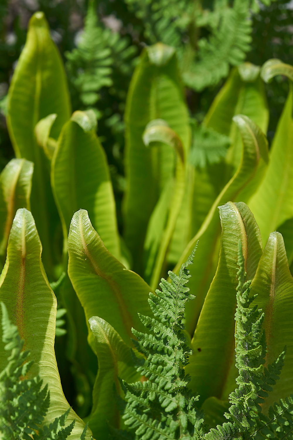 HuttonRoofHart&#39;sTongue290518-2