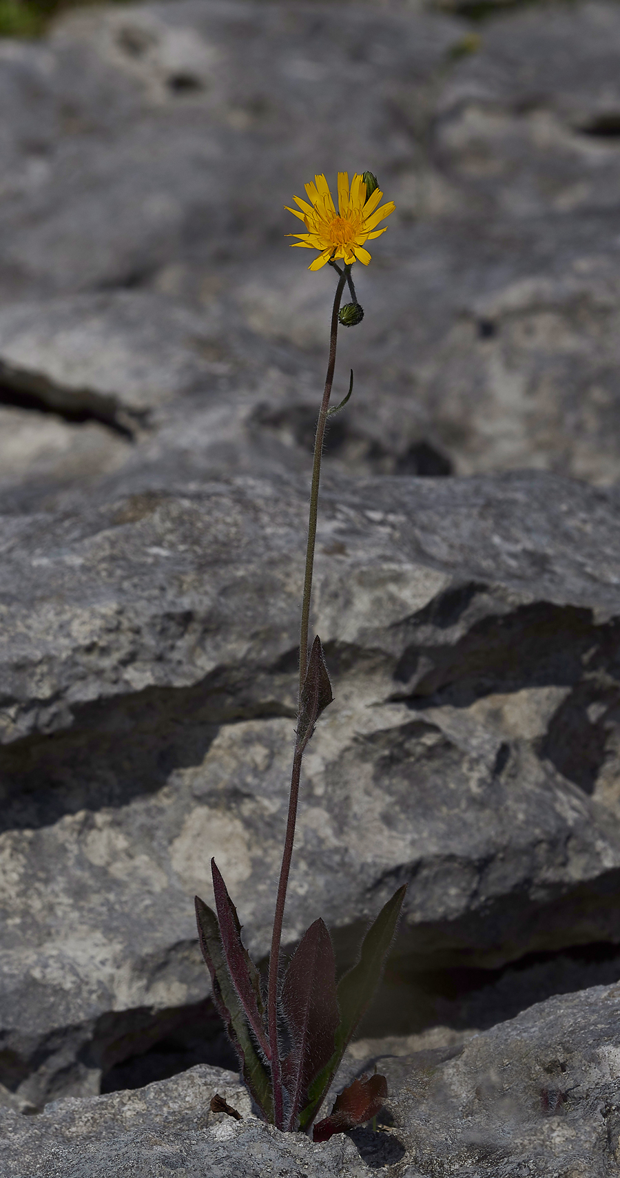 HuttonRoofNorthernHawksbeard290518-1