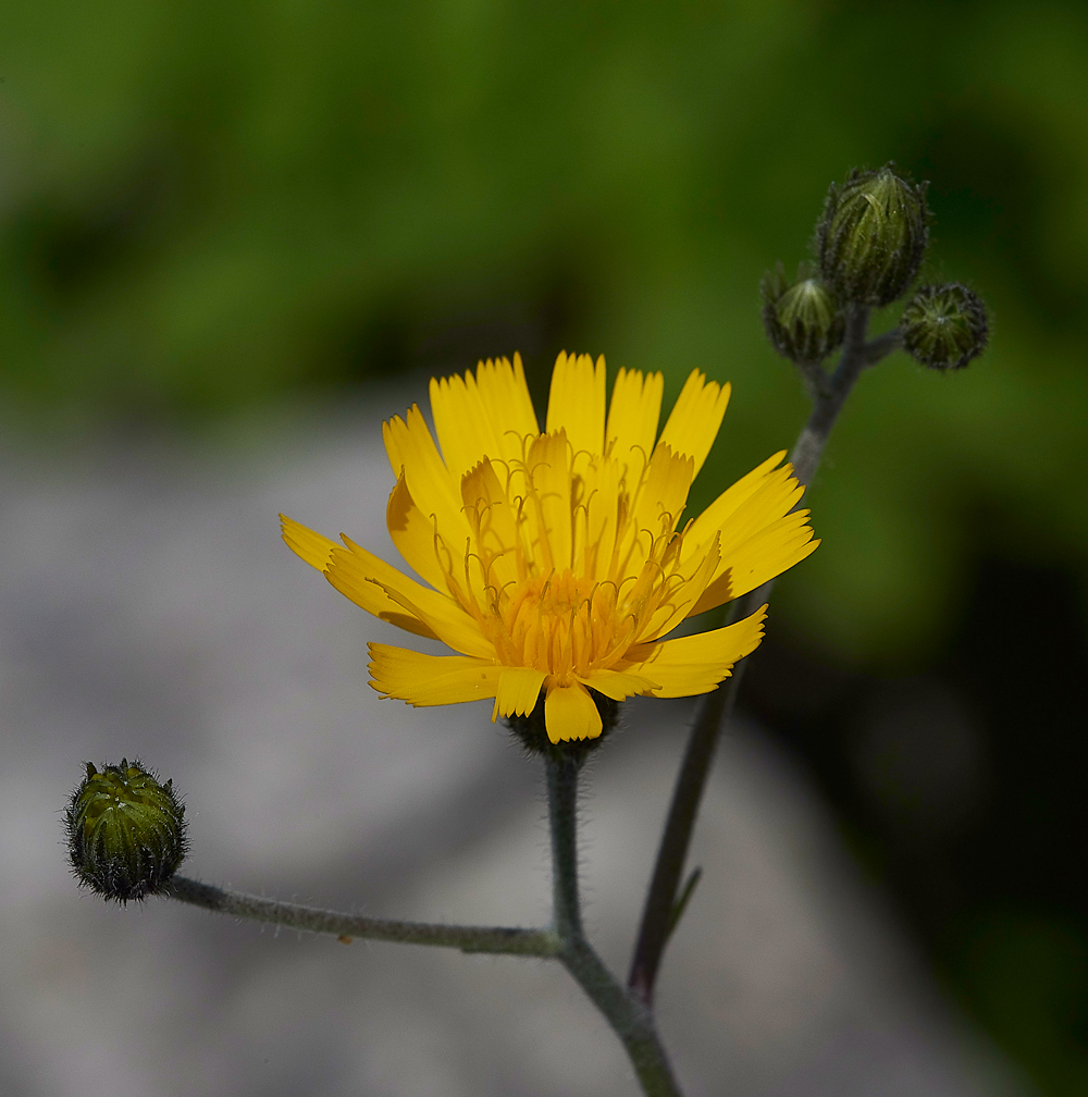 HuttonRoofNorthernHawksbeard290518-2