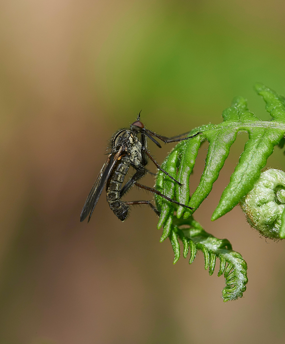 HuttonRoofStMark&#39;sFly290518-1