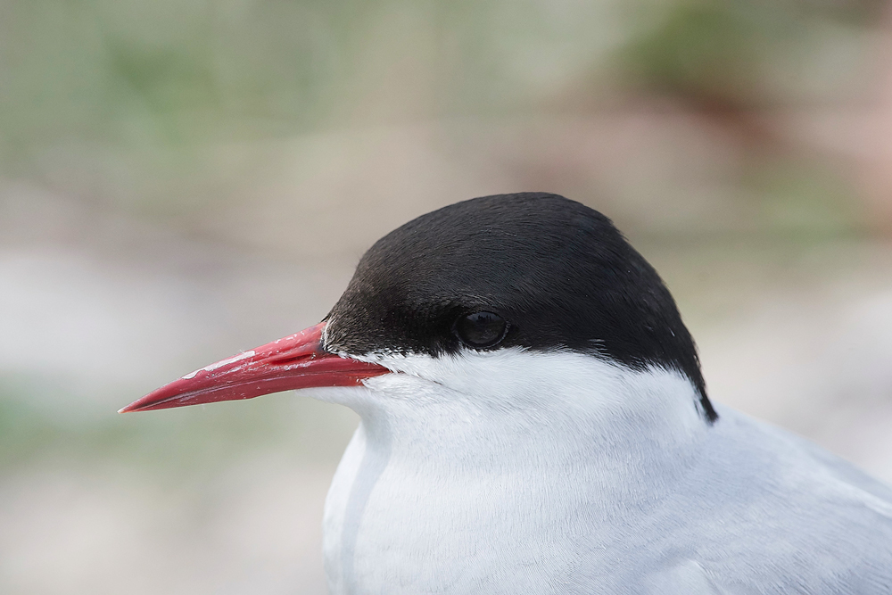 InnerFarneArcticTern130618-1