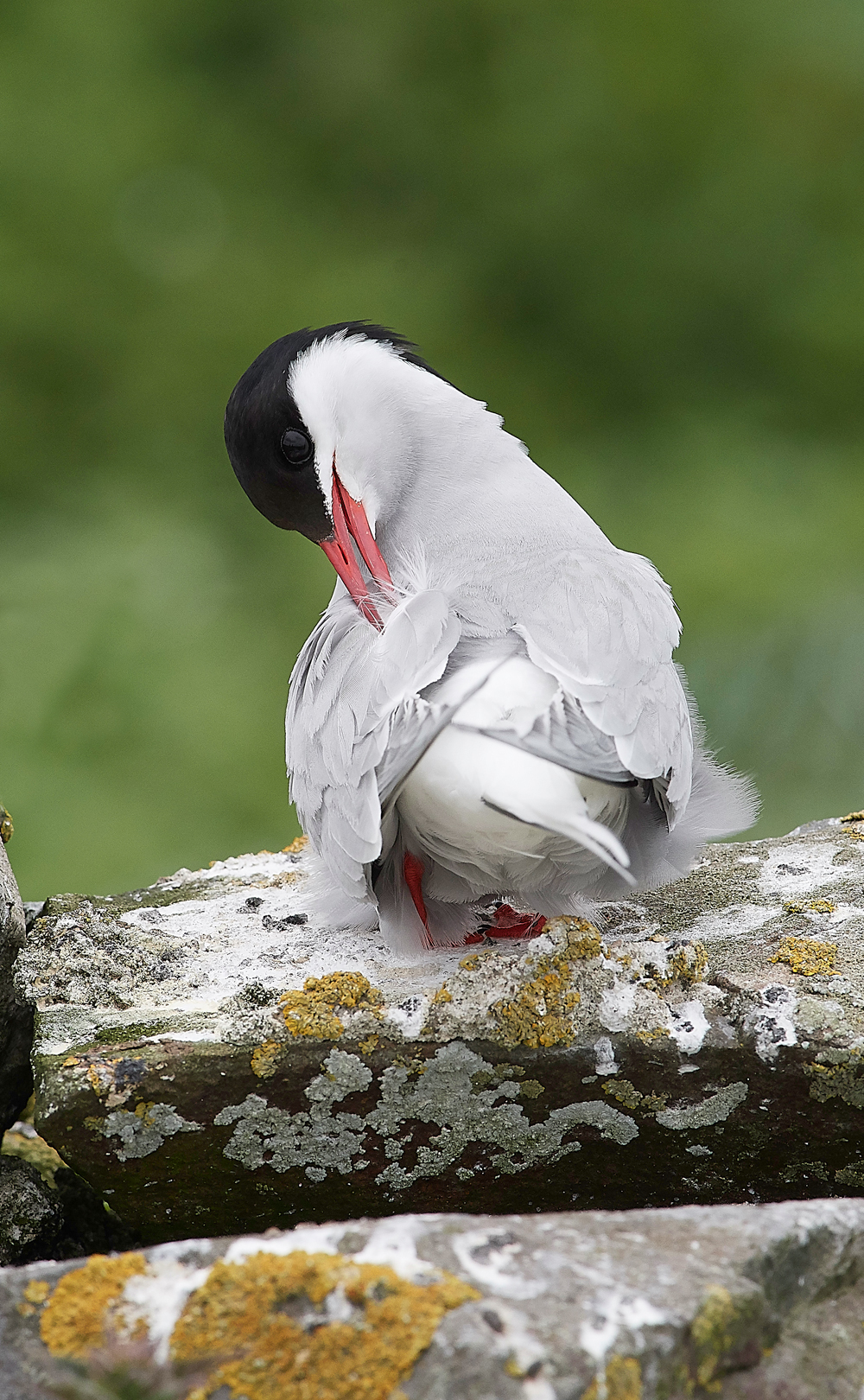 InnerFarneArcticTern130618-10