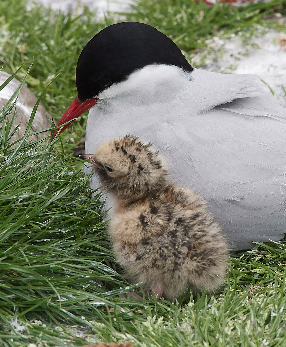InnerFarneArcticTern130618-11
