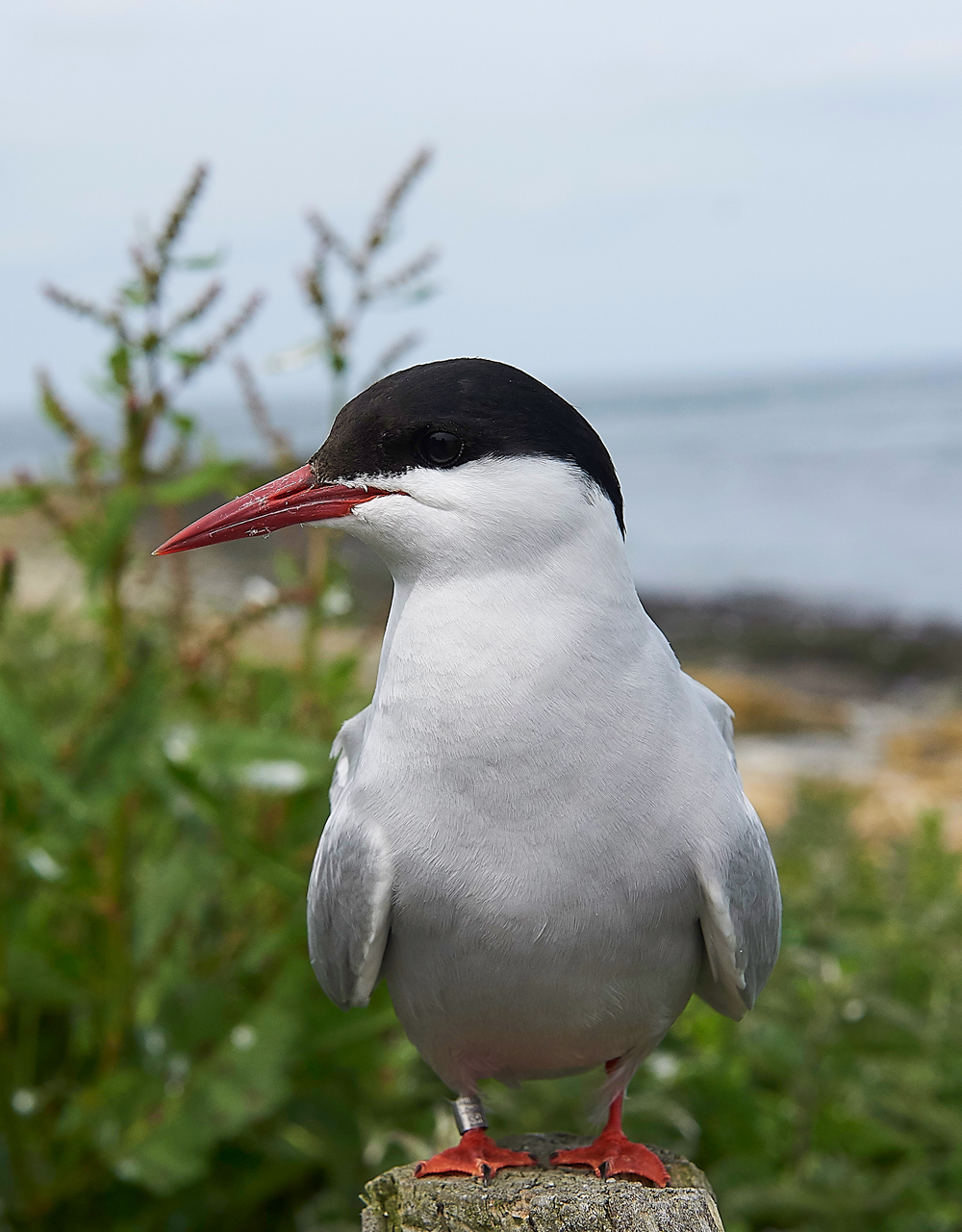 InnerFarneArcticTern130618-12