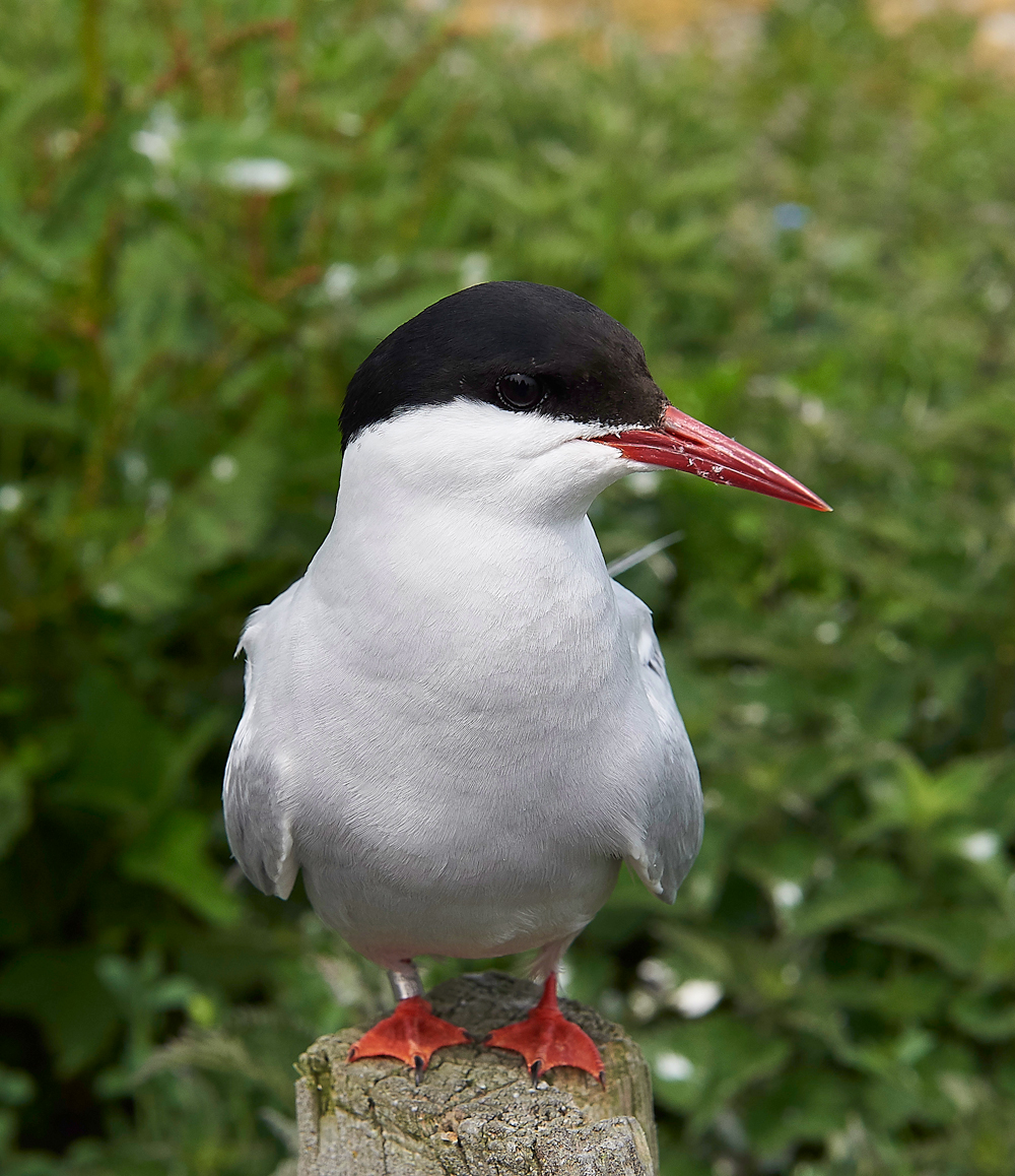 InnerFarneArcticTern130618-13