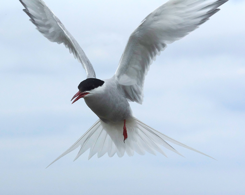 InnerFarneArcticTern130618-14