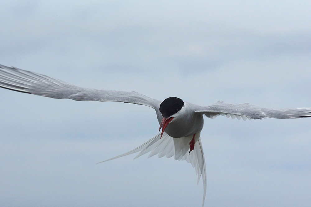 InnerFarneArcticTern130618-15