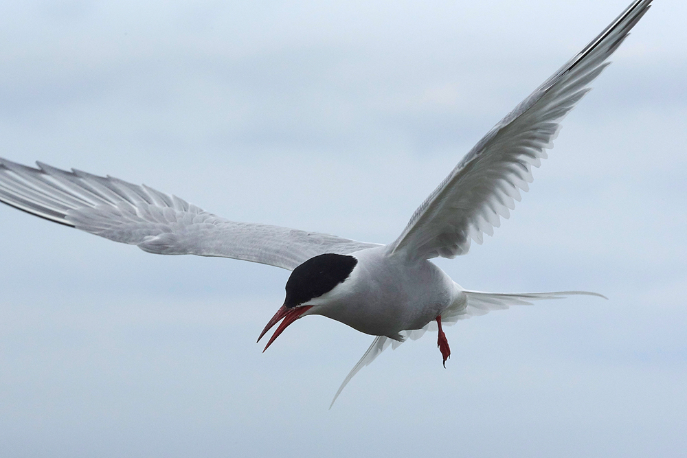InnerFarneArcticTern130618-16