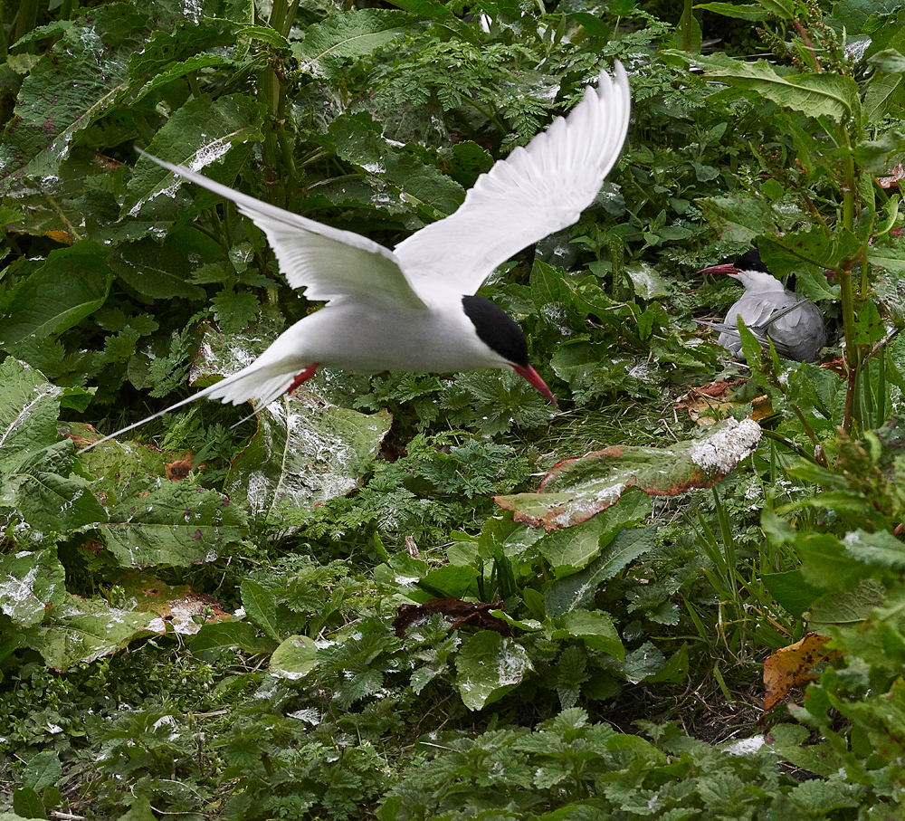 InnerFarneArcticTern130618-17