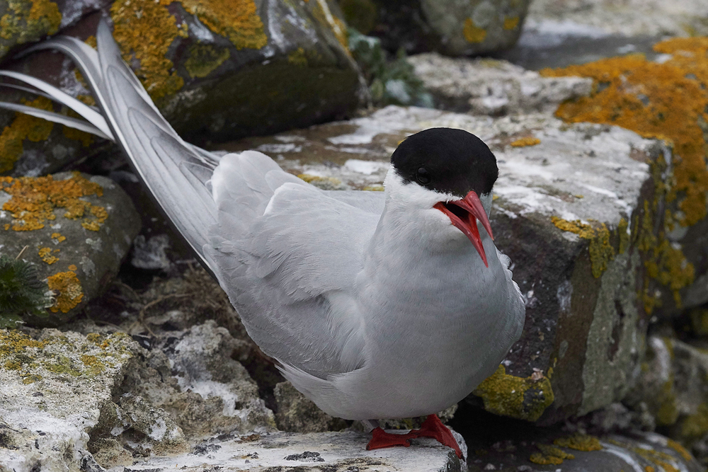 InnerFarneArcticTern130618-19