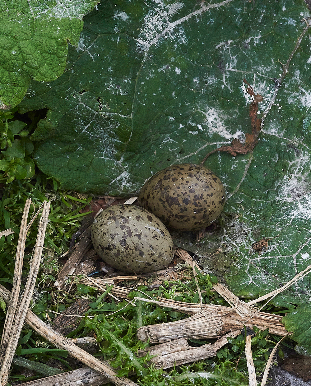 InnerFarneArcticTern130618-20