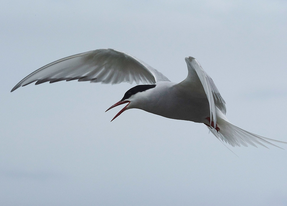 InnerFarneArcticTern130618-21